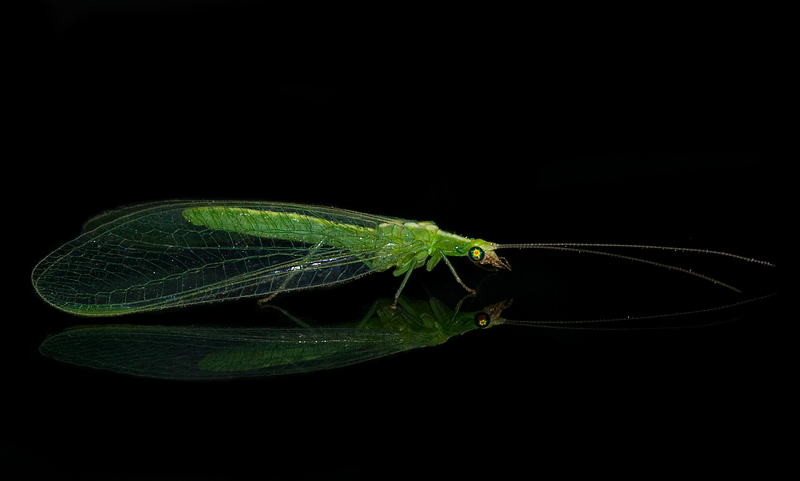 Italochrysa italica e Chrysoperla sp.